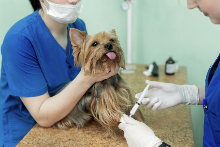 Un Chien Vacciné Peut-il Attraper La Parvovirose
