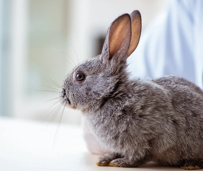 NAC (nouveaux animaux de compagnie)