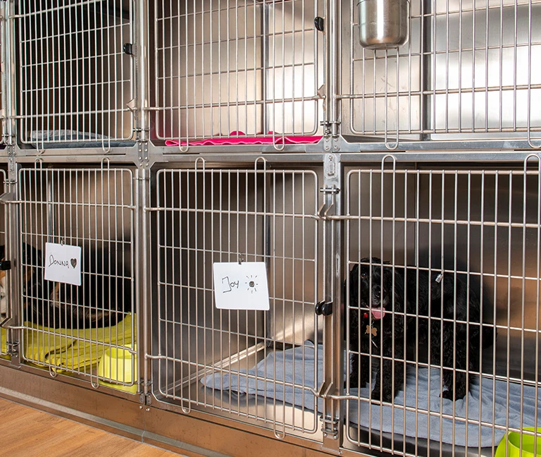 Pourquoi hospitaliser votre animal ?