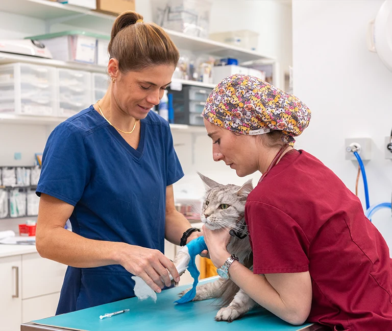 Une équipe formée aux besoins spécifiques des chats