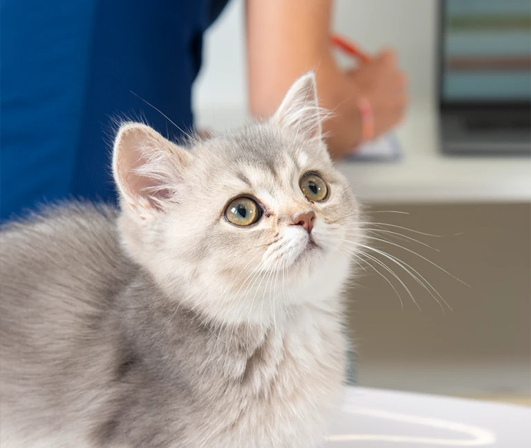 Pour le chat
