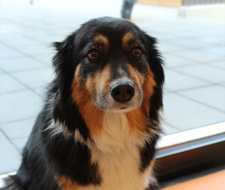 Pour le chien