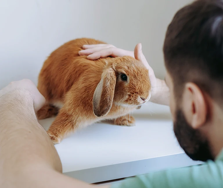 Pour le lapin